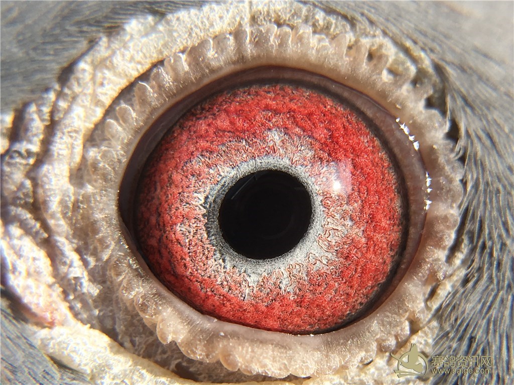 汕头名家邱孙子,龙湖16冬百,0缺点母鸽,雅