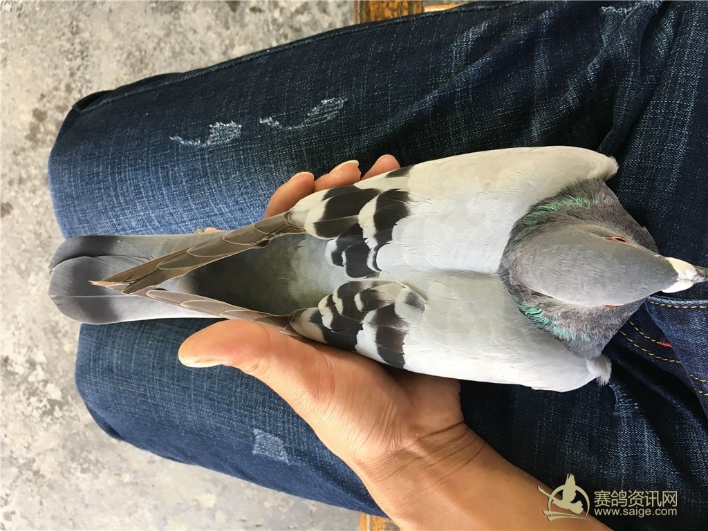 汕头名家邱孙子,龙湖16冬百,0缺点母鸽,雅