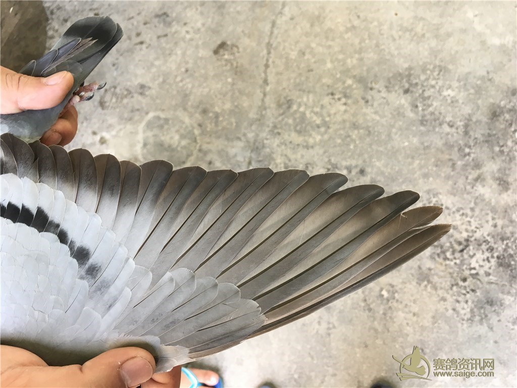 汕头名家邱孙子,龙湖16冬百,0缺点母鸽,雅