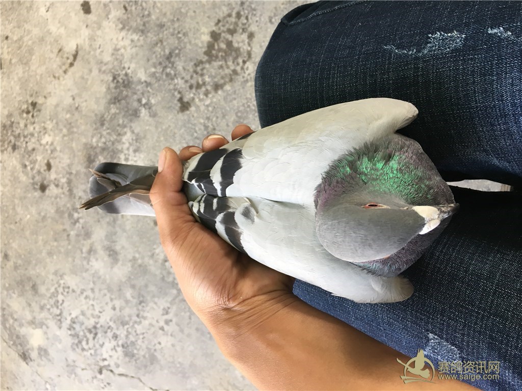 汕头名家邱孙子,龙湖16冬百,0缺点母鸽,雅