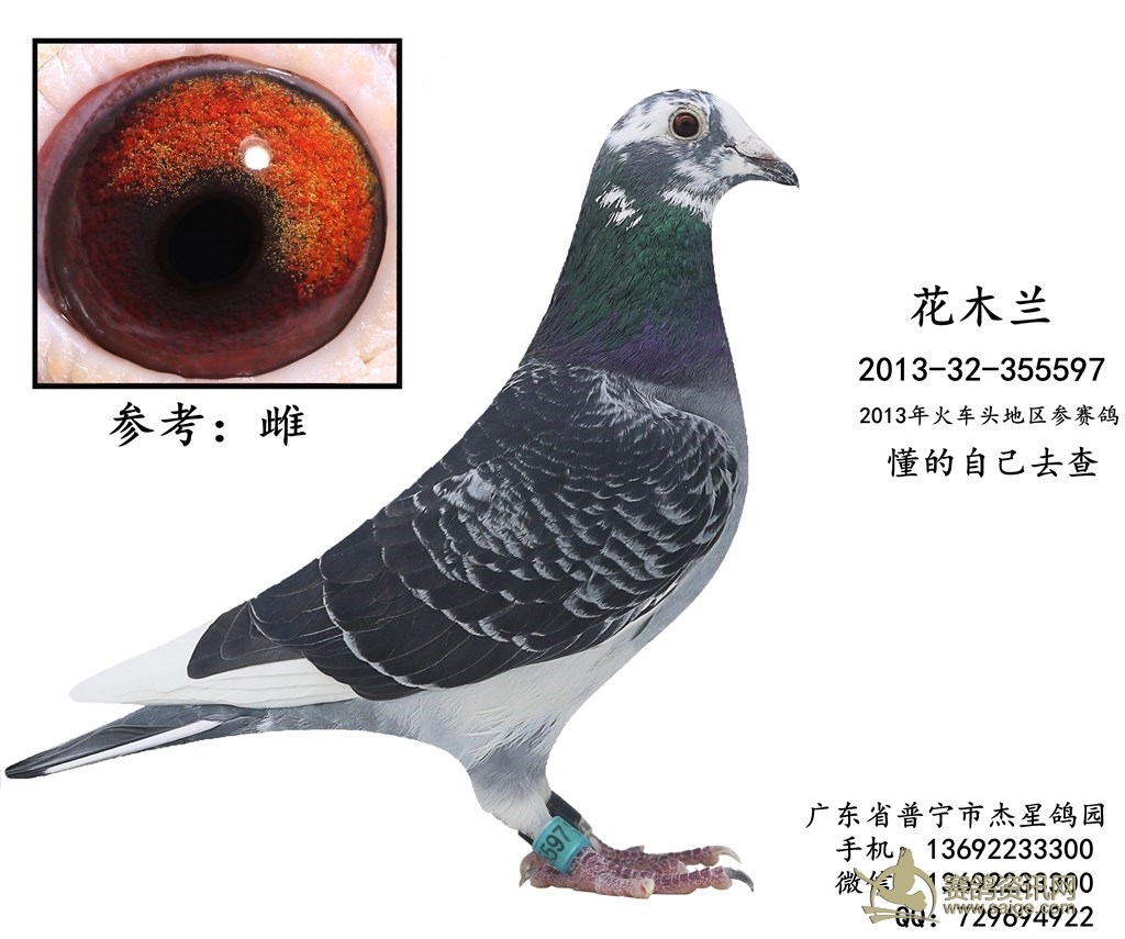 出售一羽2013年火车头花木兰参赛鸽—雌 谢谢关注!(已