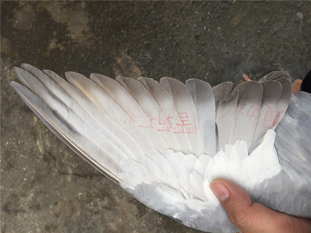 16冬季北海垃圾台鸽,精品灰小母鸽,需要的v垃圾蜥蜴的尿液图片