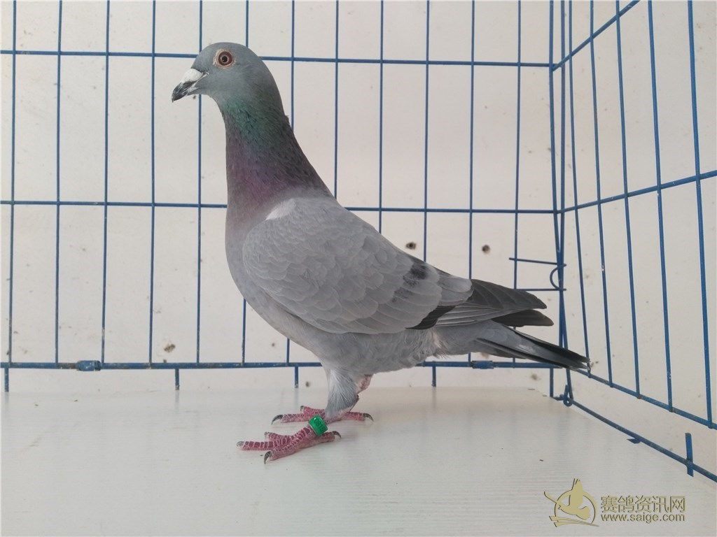 0元起拍,加微信hch613,精品石板沙眼,参考鸽主