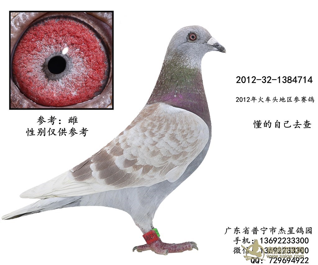 出售一羽2012年火车头地区红雨点参赛鸽—雌 谢谢关注