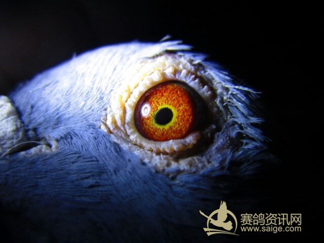 会,雨点黄眼母鸽,中等体型,圆形包身,翅膀主羽长