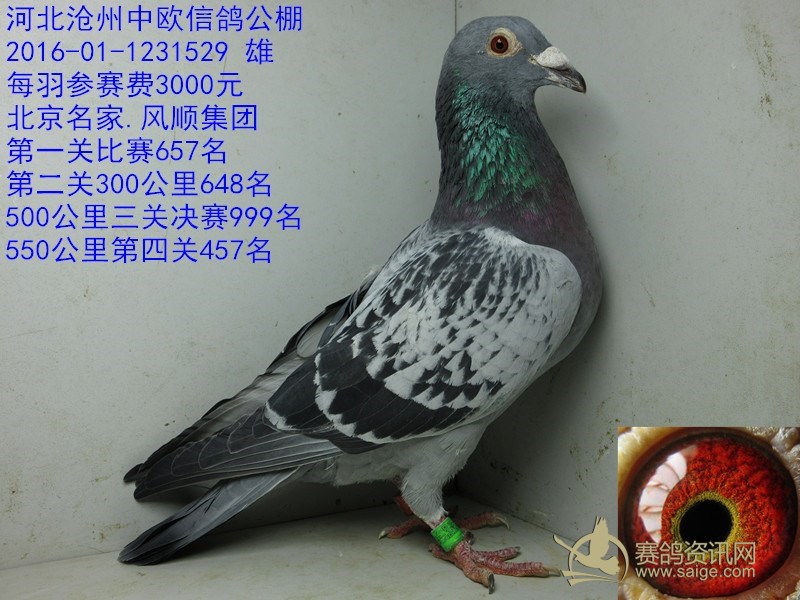 中欧信鸽公棚.北京名家风顺集团
