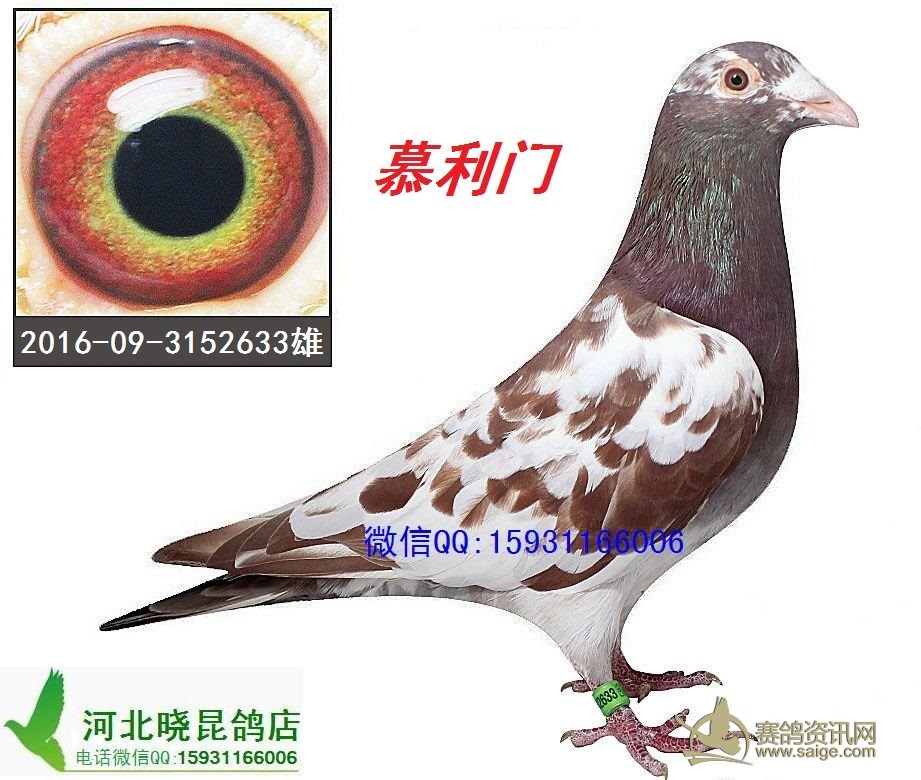长期出售 北京 大名家 天落鸟 特比环 惠翔 卡普 电话