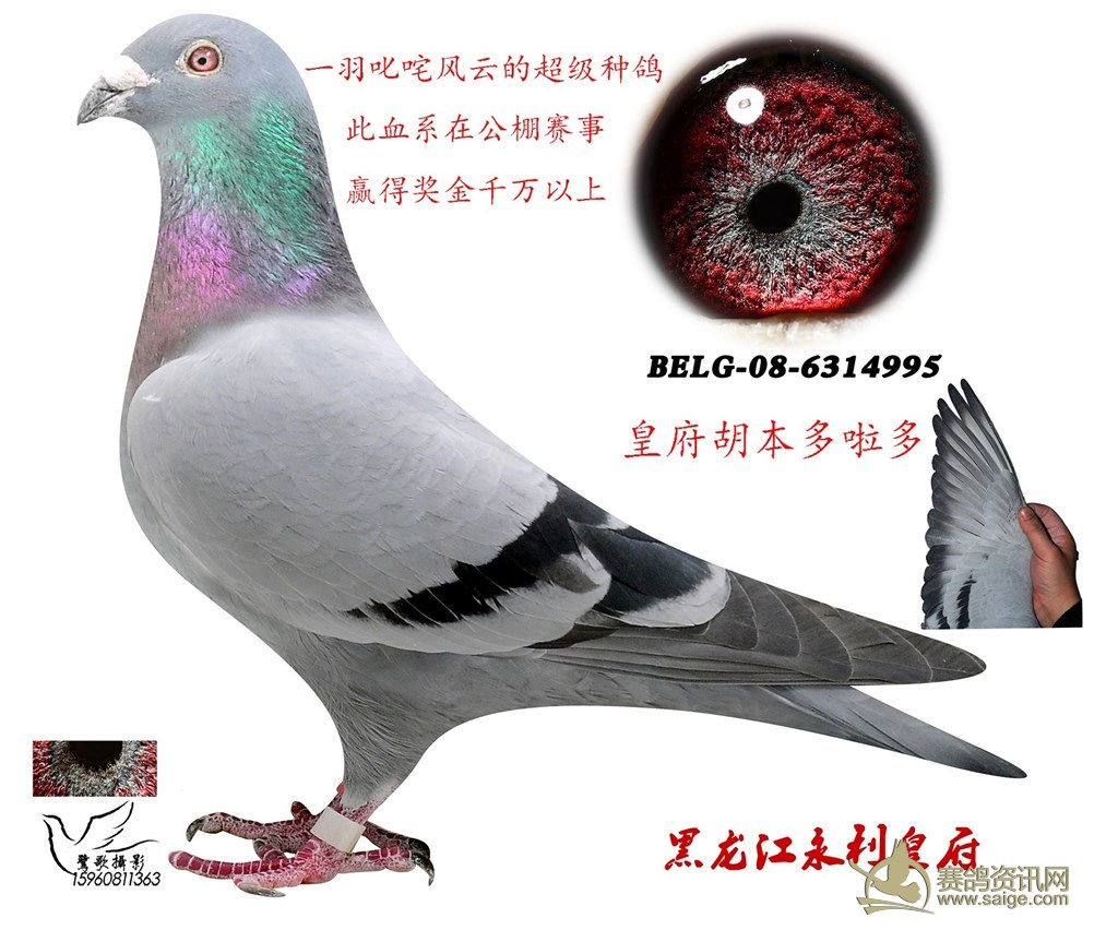 已售谢谢关注 潮州市信鸽协会会长林旭辉原舍种雌,胡本"多拉多"与"