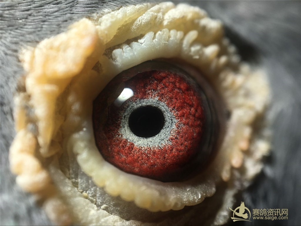 一羽带有 福寿包~ 中长距离最具有代表性的超