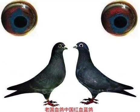 红血蓝鸽 红血蓝鸽