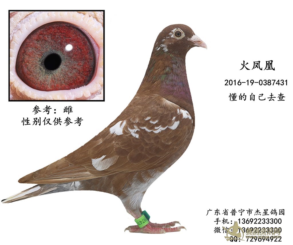 出售一羽2016年广东地区火凤凰种鸽雌谢谢关注已售出