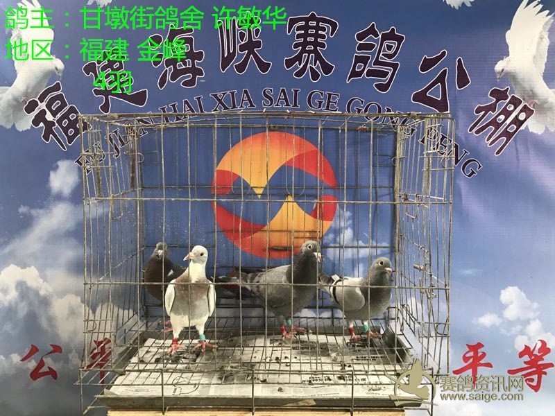 福建省海峡赛鸽公棚2017年5月4日更新收鸽明细图文