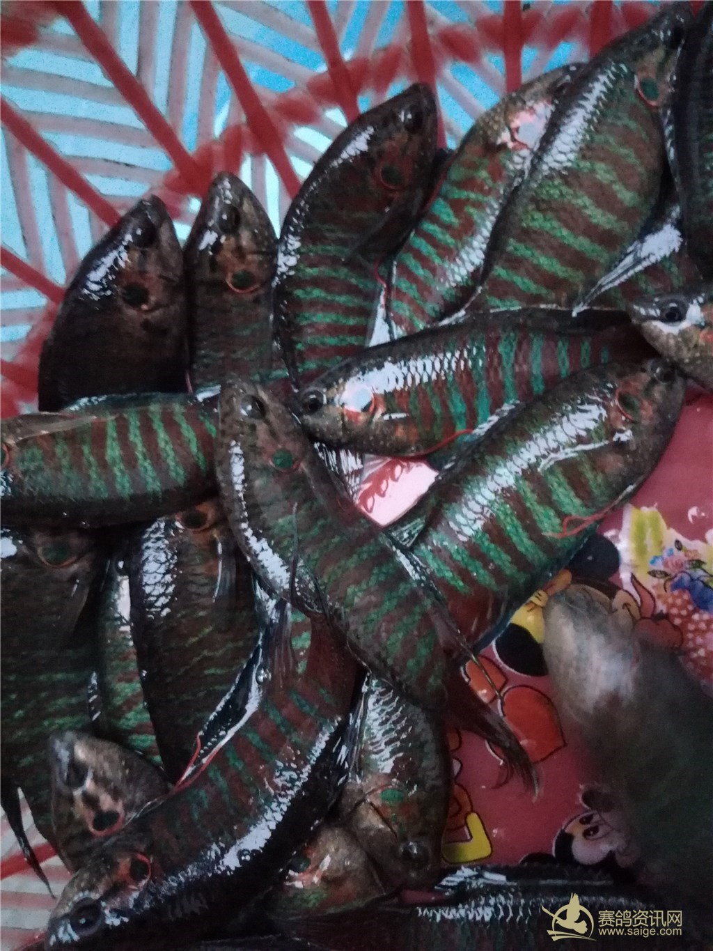 澄海野生斗鱼又称七段锦,潮语称为"沙蟒",零售批发