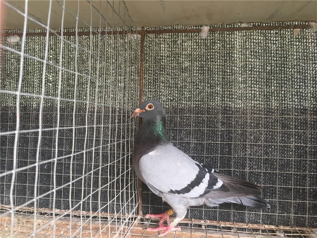 刚刚出完小鸽子送春棚 鸽子各方面条件非常好 ! 体型结构完美!