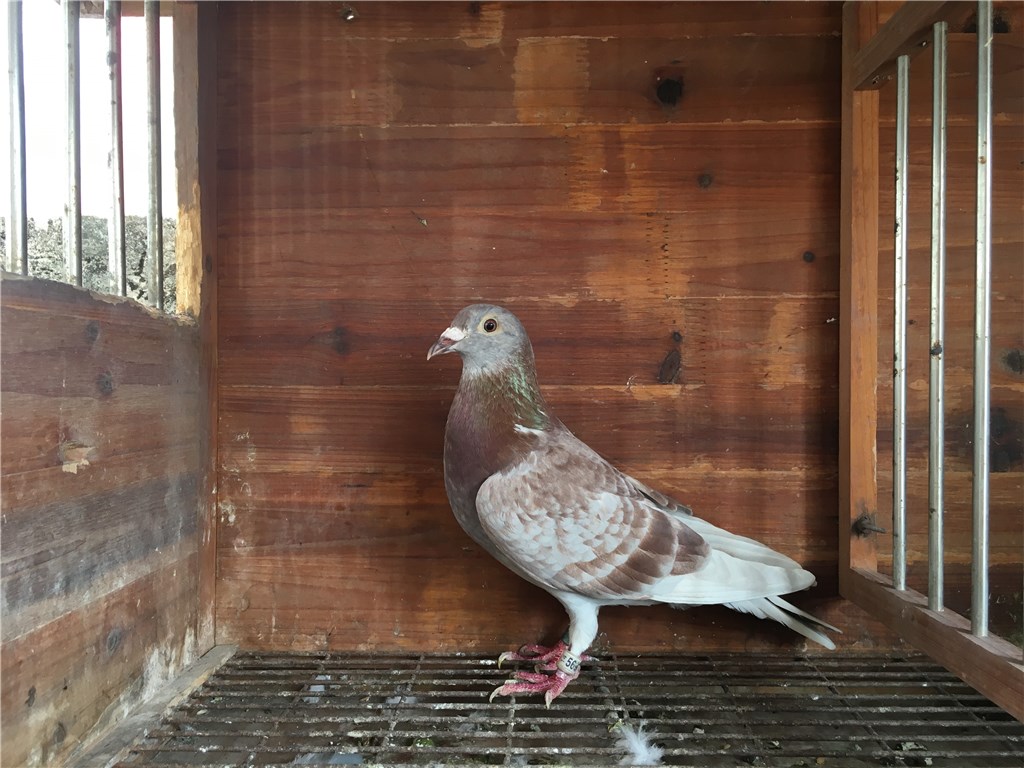 台湾正宗 三环 五关 红狐狸 !桃花眼全圈眼志 !