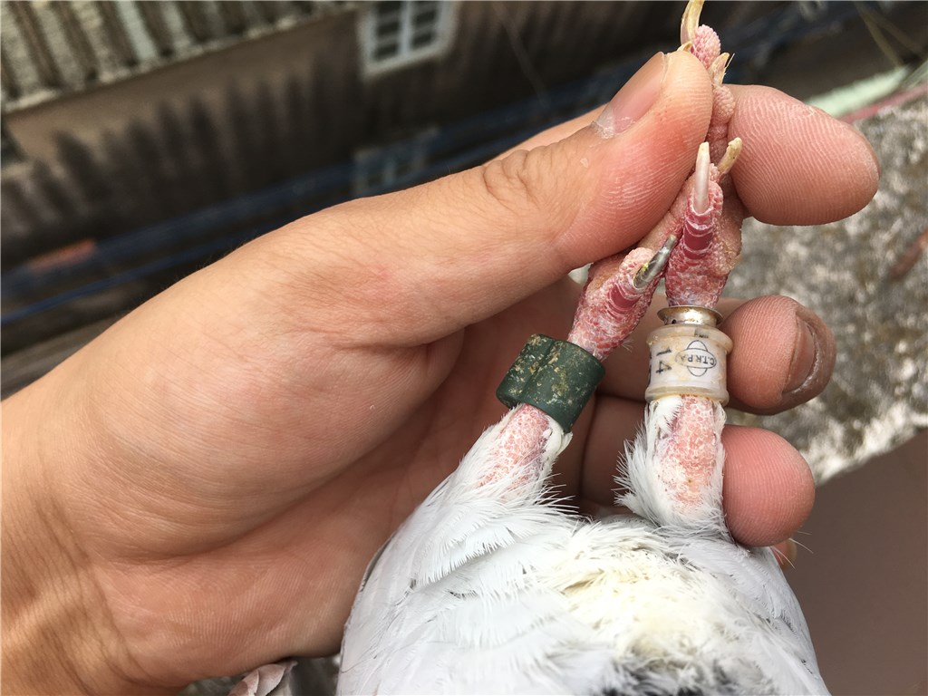 台湾正宗 三环 五关 红狐狸 !桃花眼全圈眼志 !