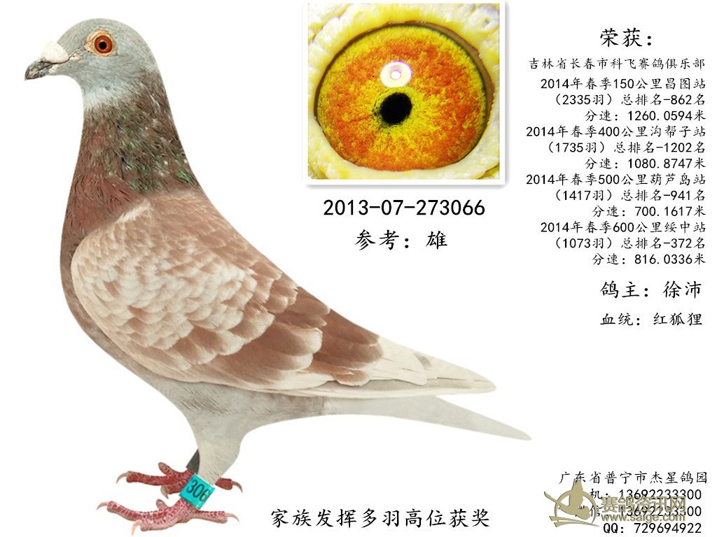 出售一羽2014年吉林长春春季600公里红雨点成绩鸽雄谢谢关注已售出