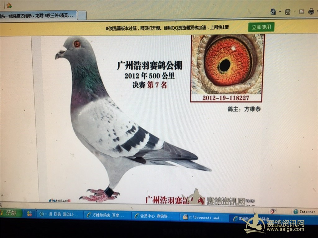 汕头名户--方维恭 下石鼓山春棚 !_赛鸽资讯网商城