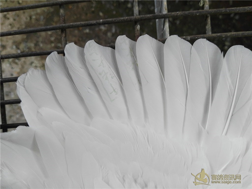 16年纯白台鸽,副羽有章_赛鸽资讯网商城