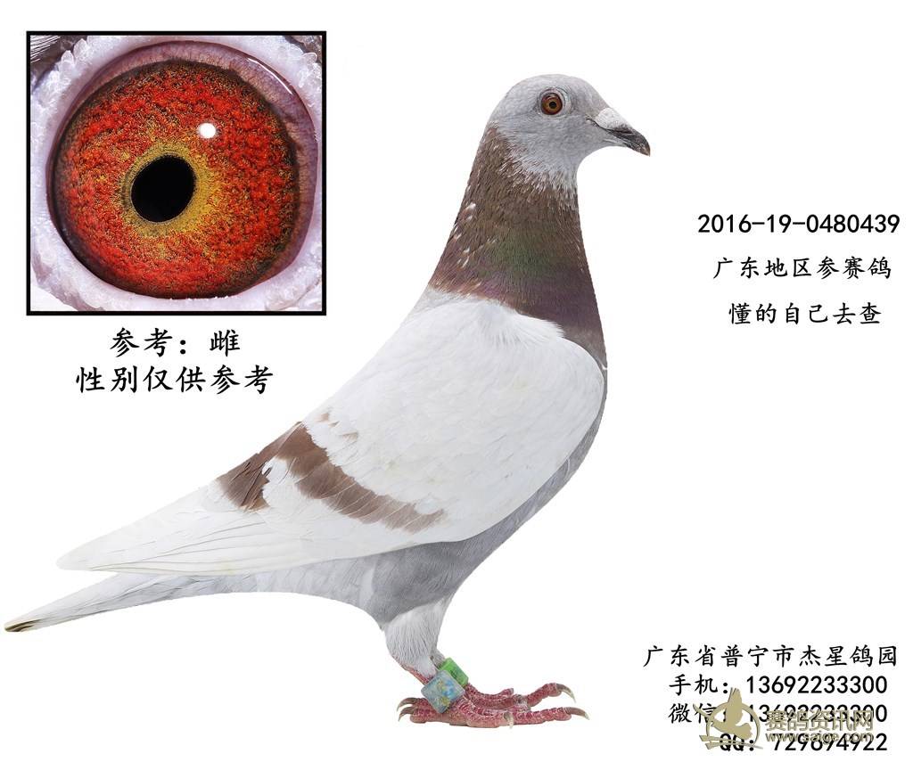 出售一羽2016年广东地区红二线参赛鸽雌谢谢关注已售出