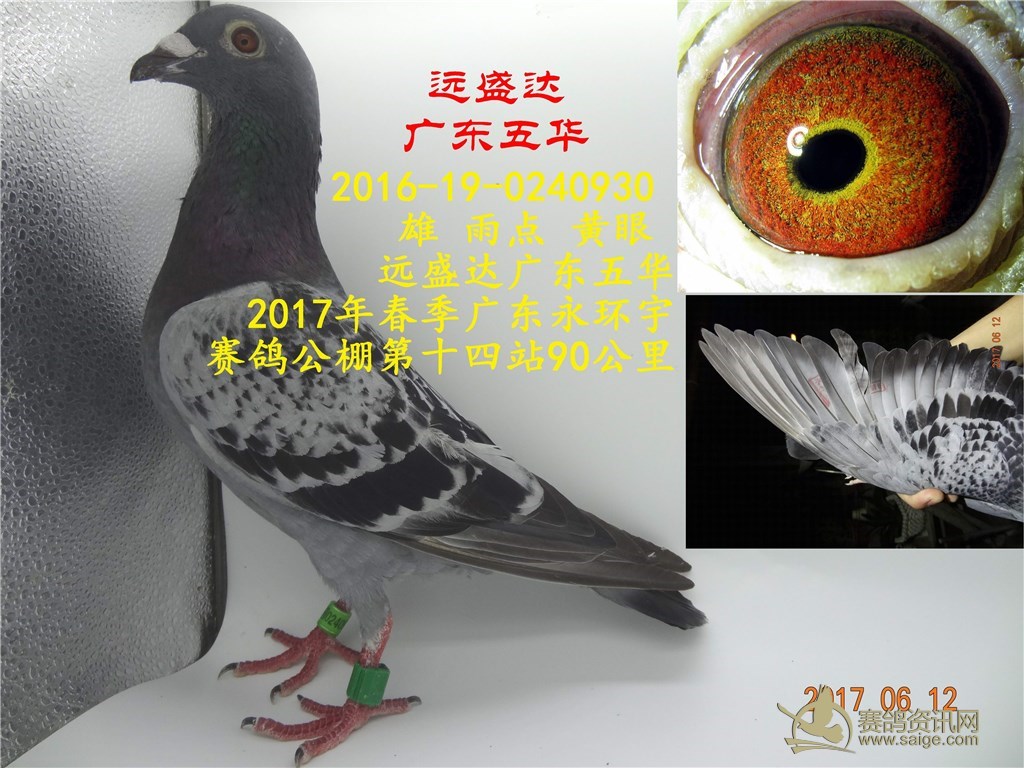 雄 灰 砂眼 长空飞歌广东汕头广东汕头石鼓山赛鸽公棚80公里训飞2016