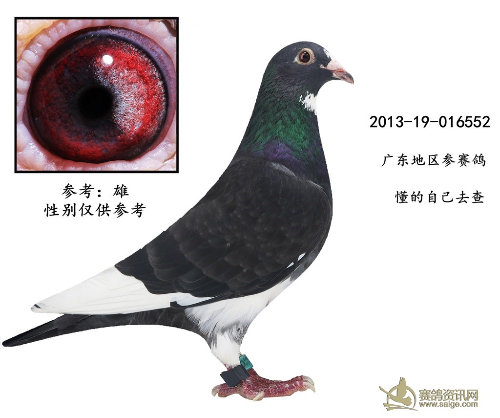 出售一羽2013年广东地区雨点白条参赛鸽—雄 谢谢关注