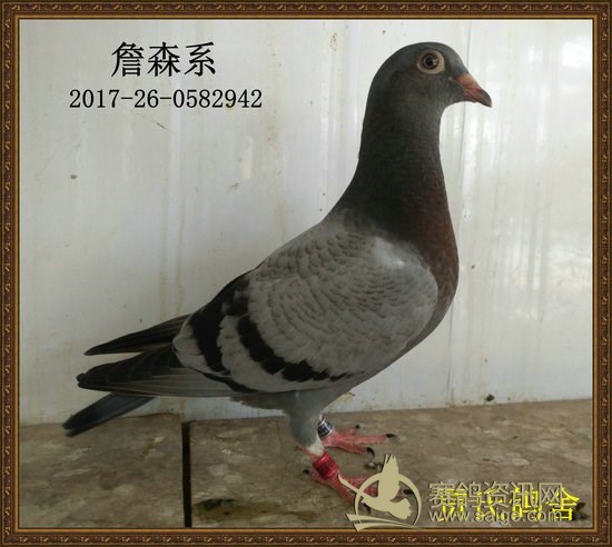 【年中购鸽优惠活动即将结束】新拍品系幼鸽照