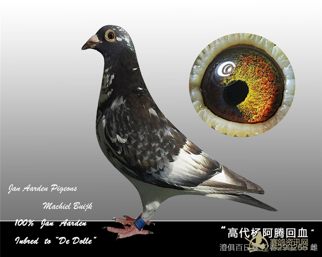 今晚拍卖高级杨阿腾古铜眼澄海会长银色种鸽老派红鸽台湾势山澄海名家