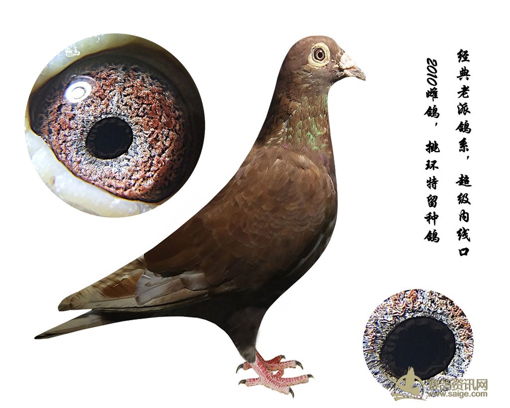 今晚拍卖高级杨阿腾古铜眼澄海会长银色种鸽老派红鸽台湾势山澄海名家