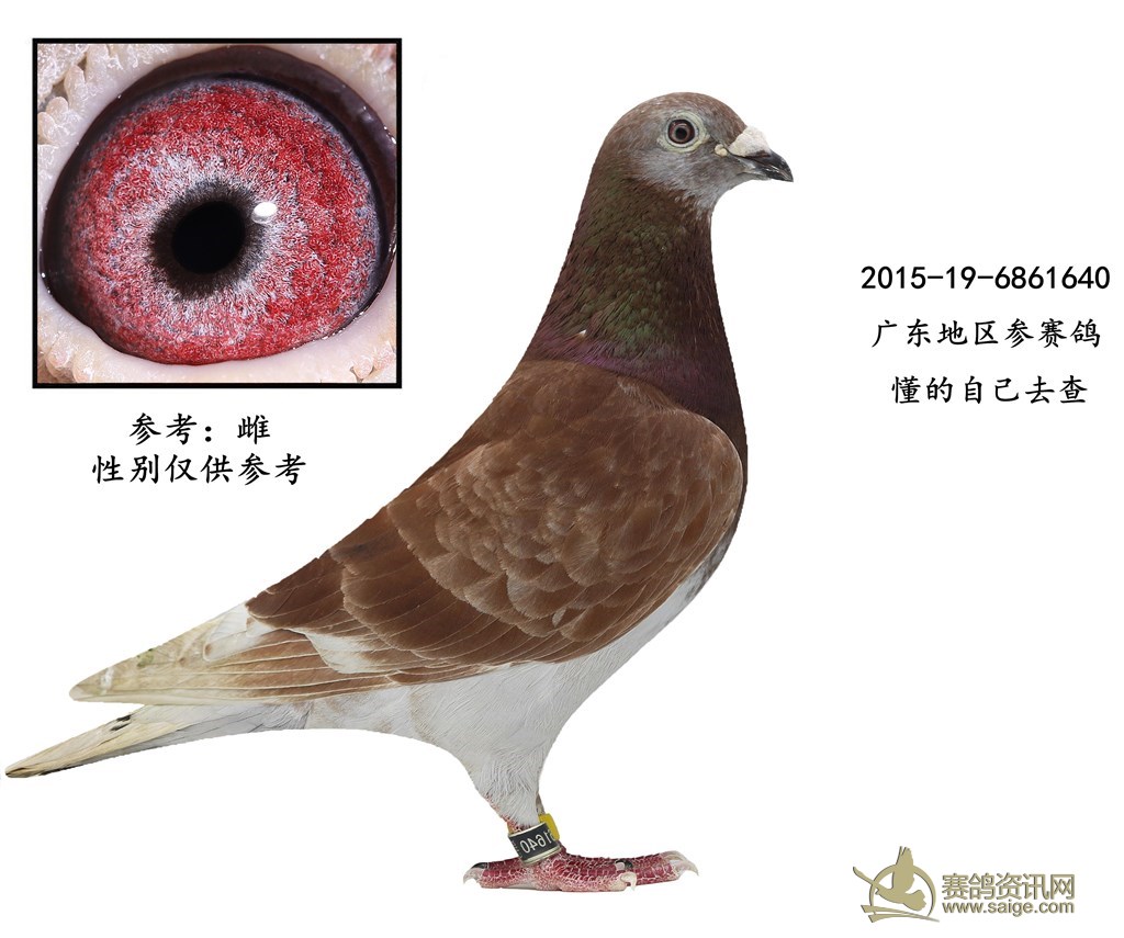 出售一羽2015年广东地区红雨点参赛鸽—雌 谢谢关注!