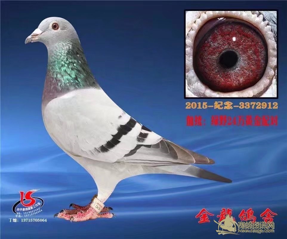 信鸽协会会员查询号码 18e837db-20ae-4a23-81d4-335081d83960.jpg