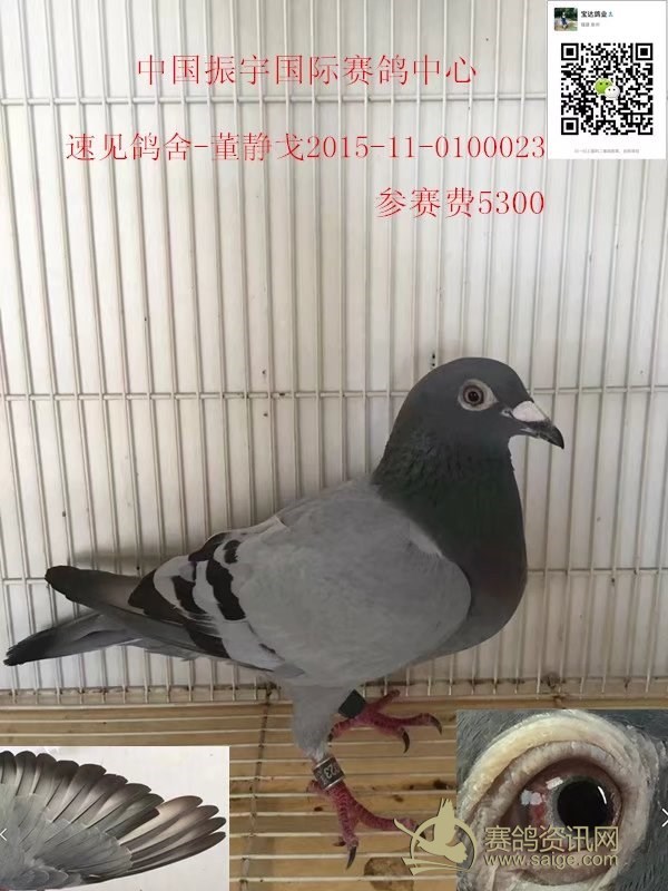 已经出售不必问价速见鸽舍董静戈2015110100023