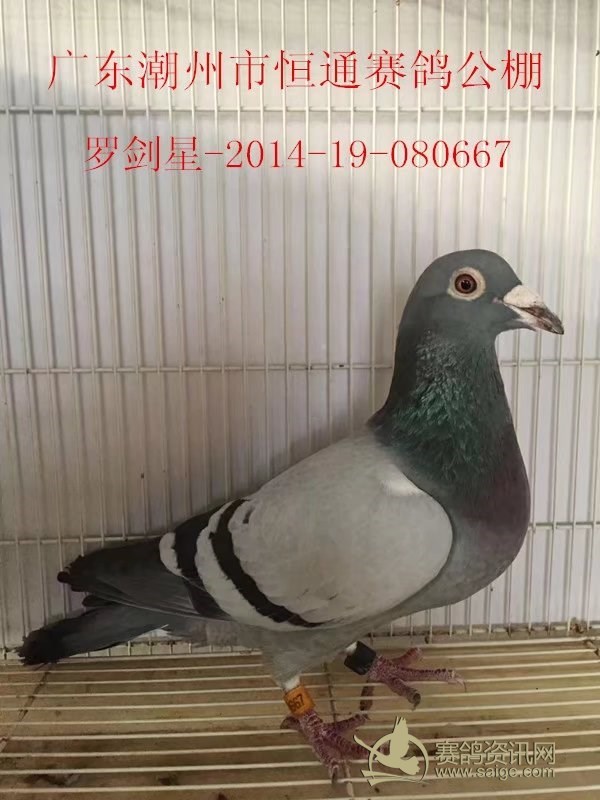 已经出售不必问价罗剑星201419080667