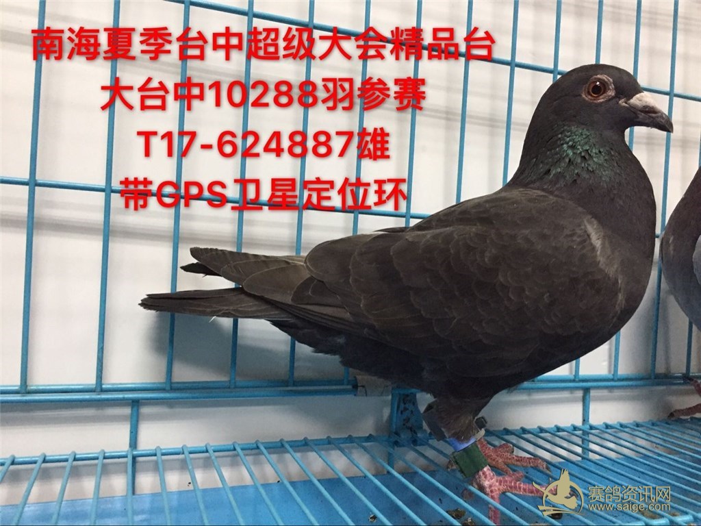 南海夏季台中超级会大台中精品黑金刚台鸽带gps卫星定位环已售,谢谢