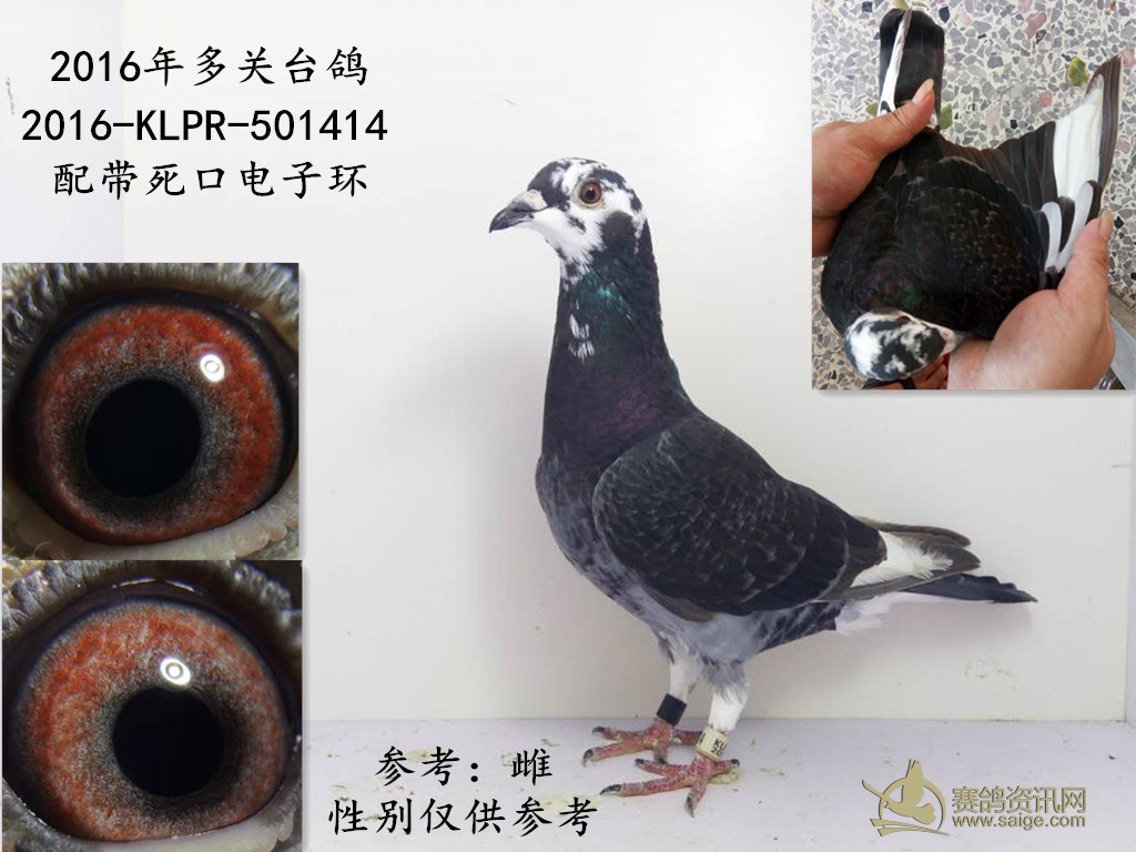 出售一羽2016年台湾多关花头白条台鸽—雌 谢谢关注!