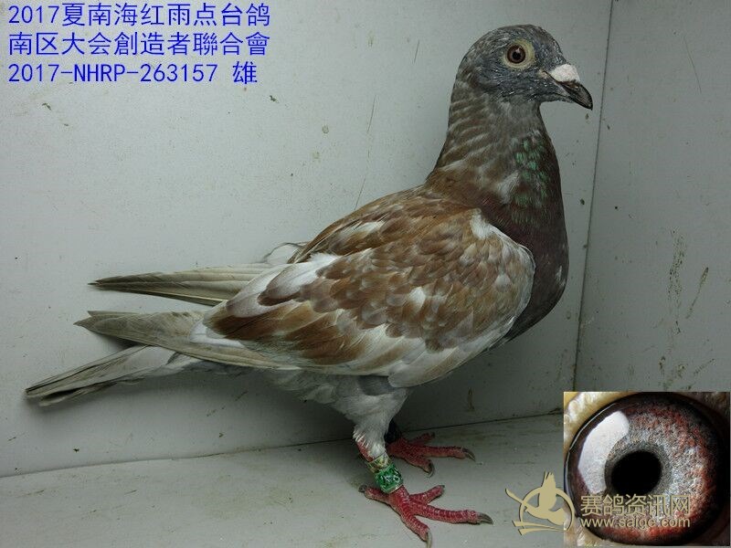 2017夏南海红雨点台鸽