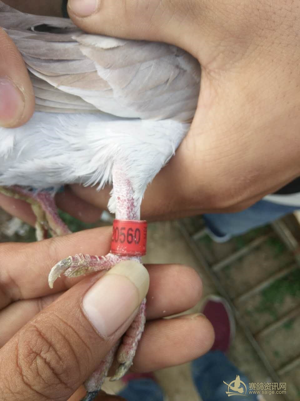 季军鸽足环