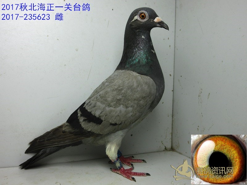 2017秋北海正一关台鸽