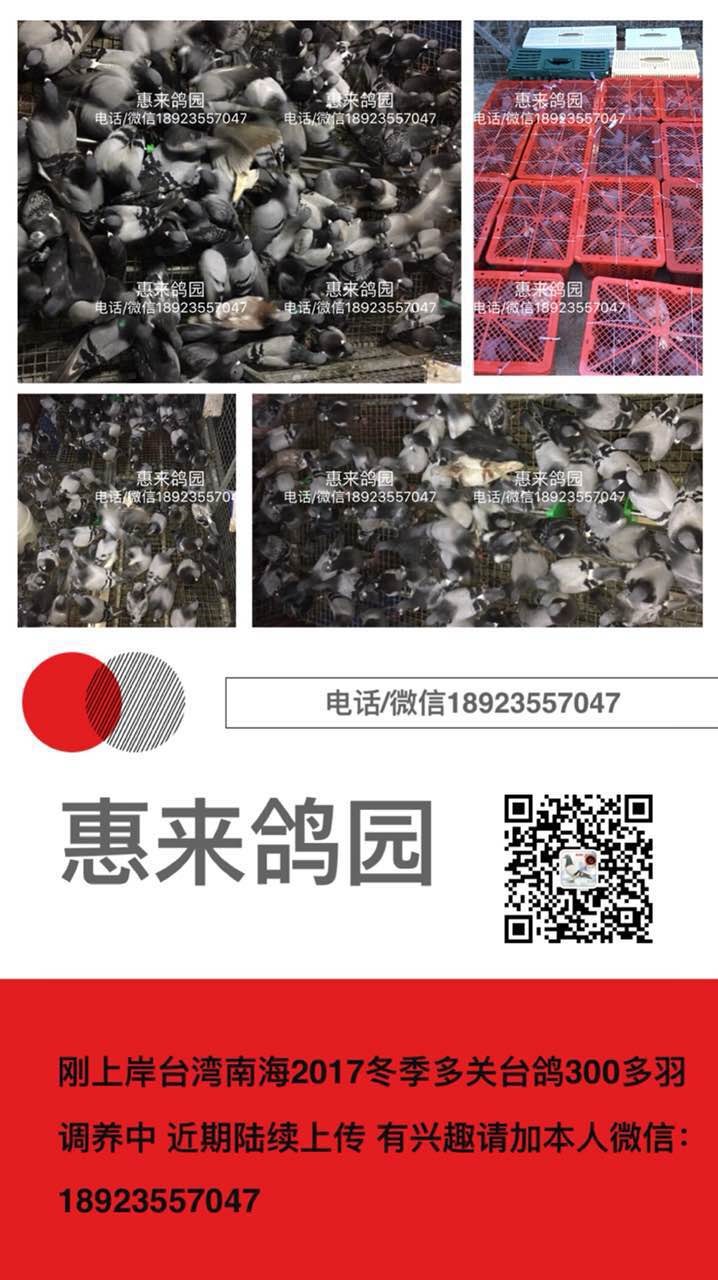 刚到台湾南海2017冬季灭关台鸽三百多羽 微信