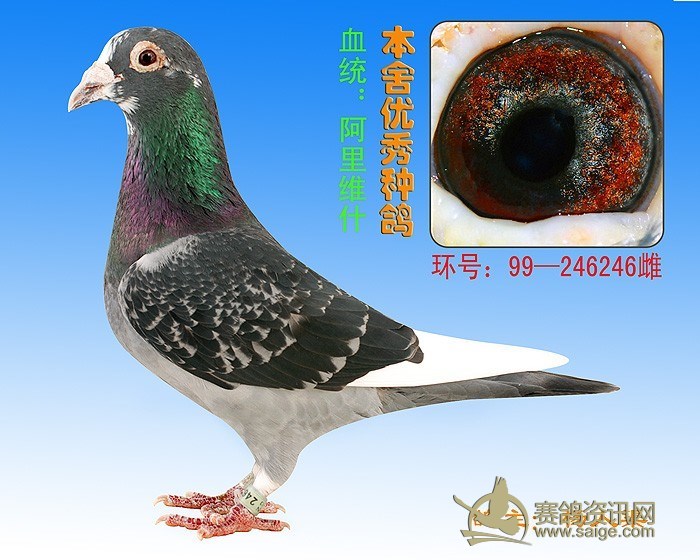 刚到福州大名家杨人渠福州西线决赛鸽高质量鸽子以下为高代鸽子参考图