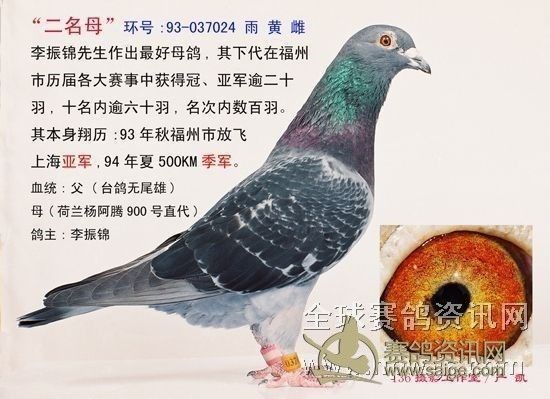 刚到福州大名家杨人渠福州西线决赛鸽高质量鸽子以下为高代鸽子参考图