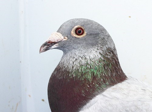 北京众翔赛鸽公棚--常铁军---潮州啊涛鸽店_赛