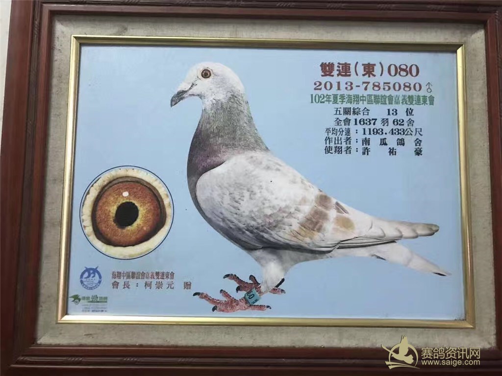 台湾名家南瓜鸽舍-许中庸2017血统鸽一羽,雌鸽,体型各