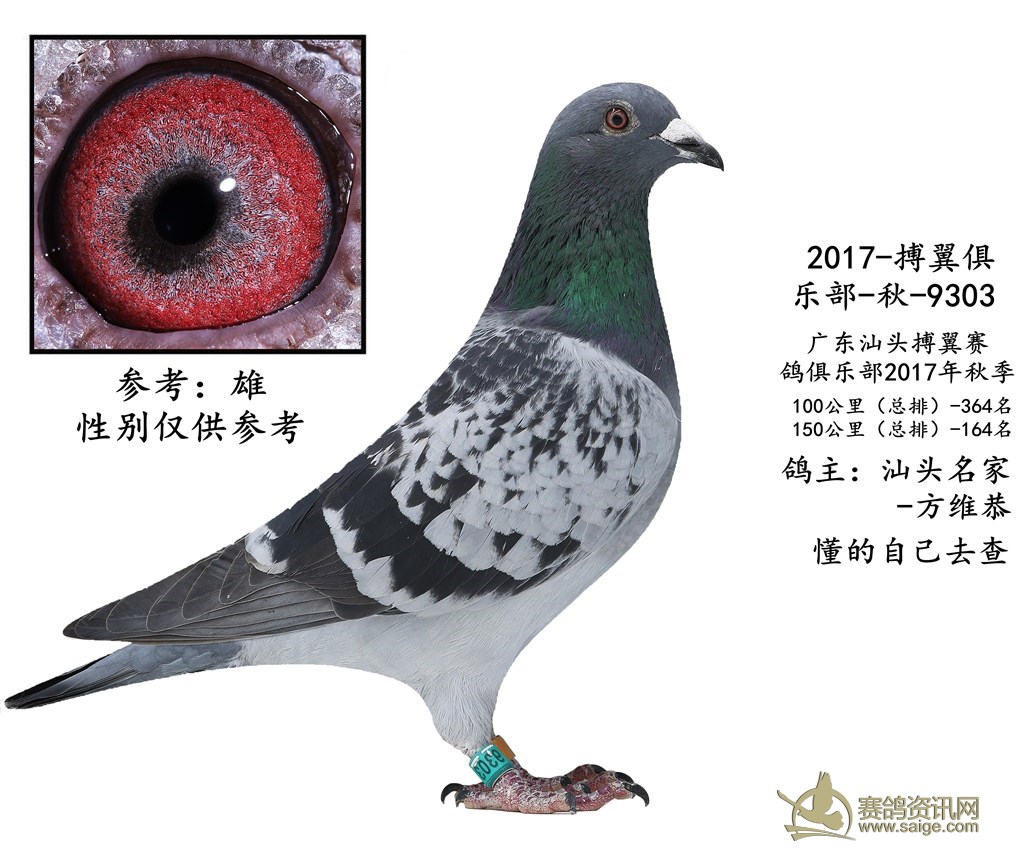 出售一羽2017年汕头搏翼俱乐部(汕头名家:方维恭)参赛鸽—雄 谢谢关注