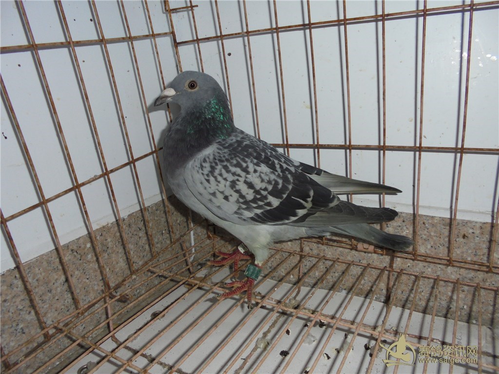 刚到2017龙湾国际赛鸽联盟,第四关决赛鸽201