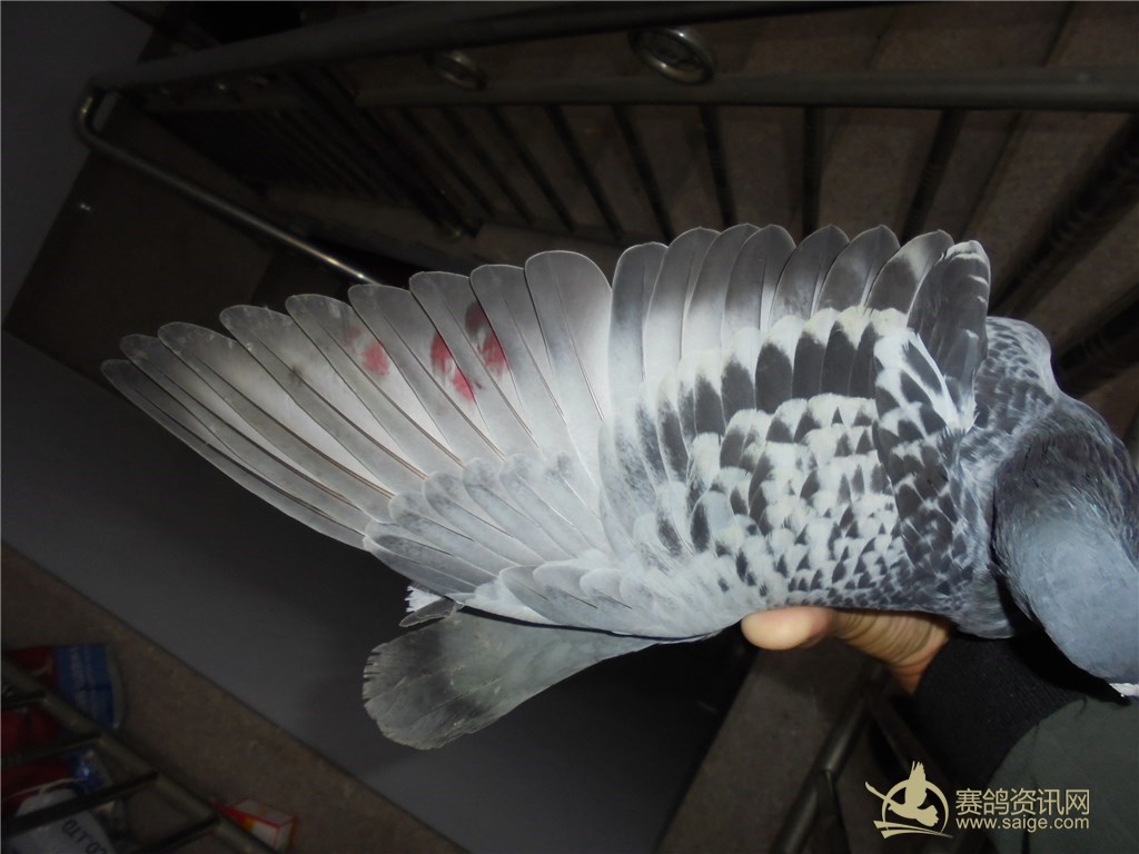 刚到2017龙湾国际赛鸽联盟,第四关决赛鸽201