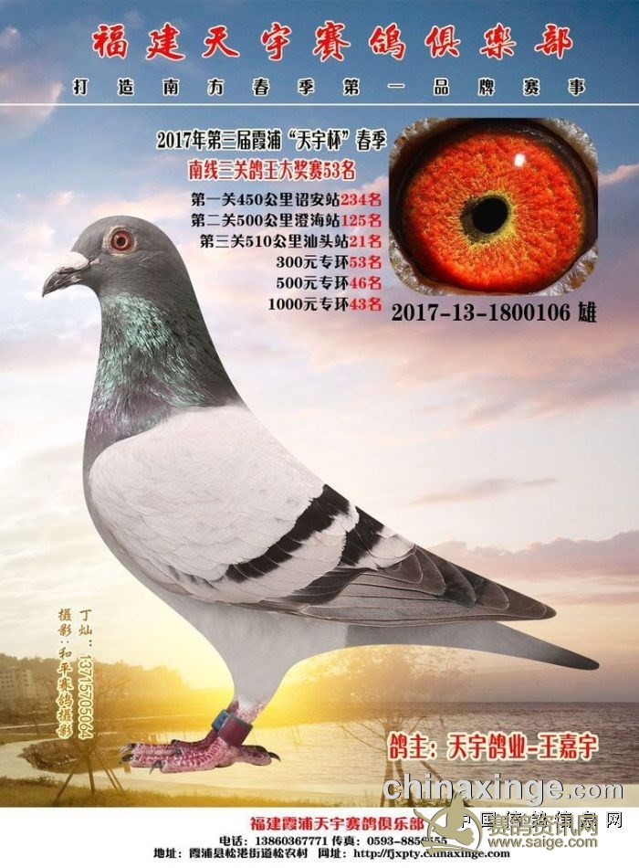 福建天宇鸽业-王嘉宇,2017ty580117雄,本身5800元足环