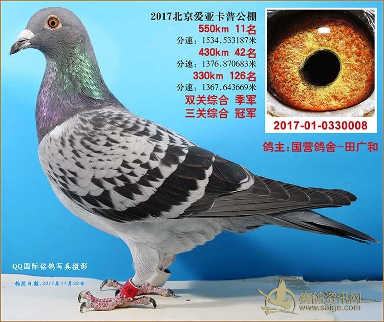 北京百鸽园赛鸽俱乐部,网友求助：捡到信鸽怎么办？