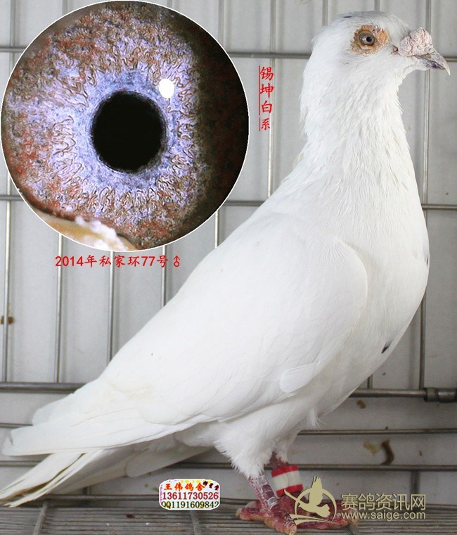 锡坤王子