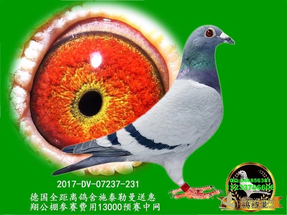 ¹ȫʩ̩ͻ蹫